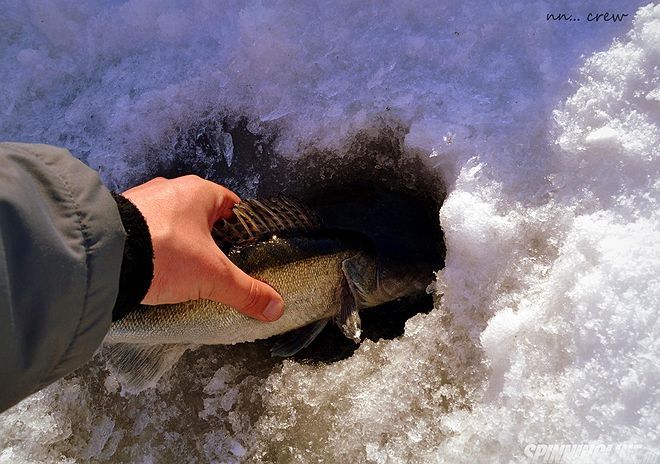 Изображение 1 : Первая весенняя рыбалка на Финском заливе.